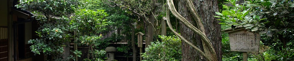 The garden’s old trees and plants