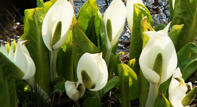Ponds with colonies of skunk cabbage