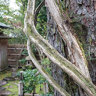 Garden｜Kanazawa, Ishikawa Prefecture｜Gyokusen-en, the garden of the ...
